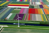 Birds-eye view Tulip Fields in Netherlands
