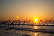 Birds in sunset 