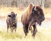 Bison Calf staying close to protective parent up near Yellowknife Canada
