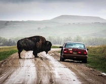 Bison checking out a car