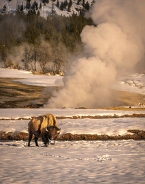 Bison in West Yellowstone Photo credit to Laura Hedien
