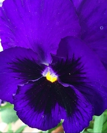 Black and purple pansy from my garden 