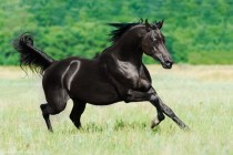 Black Arabian horse stallion 