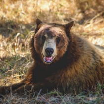 Black Bear  Ursus americanus 