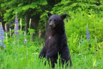 Black Bear Ursus Americanus 