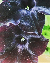 Black cat petunias 