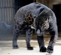 Black Leopard Panthera Pardus 