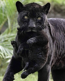 Black Panther and her cub