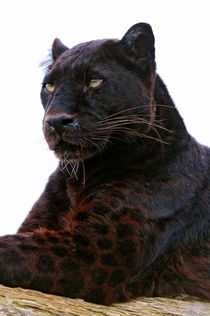 Black panther resting on a log 