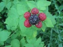 Black Raspberry Rubis Occidentalis 