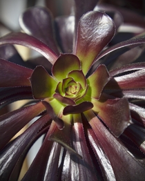 Black Rose or Zwartkop Aeonium arboreum 
