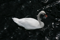 Black Water Swan 