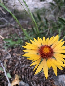 Blanketflower- Gaillardia aristata