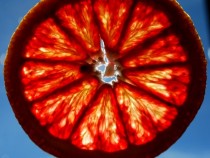 Blood Orange Citrus sinensis backlit flesh   