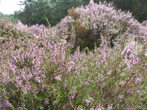 Blooming heather 