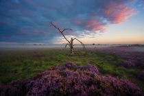Blooming heather on an early morning The Netherlands 
