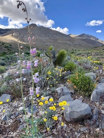 Blooms in the Mojave Desert 