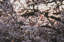 Blossom in the afternoon 