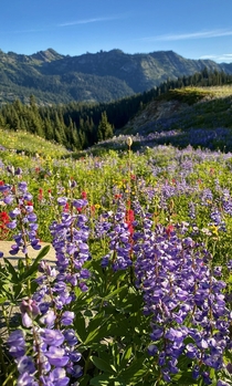 Blown away by the wildflowers in the Cascades WA 