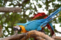 Blue and gold macaw Ara ararauna 