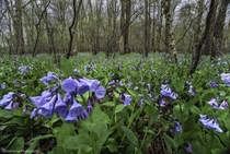 Blue Bell Flowers of Susquehanna Maryland 