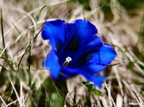 BLUE BLISS  Gentiana acaulis  savoie - france french alps  le long barbare photographie