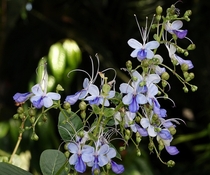 Blue Butterfly Bush - Rotheca myricoides 