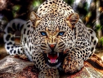 Blue-eyed Leopard Panthera pardus