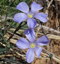Blue Flax - Linum lewisii 