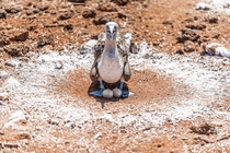 Blue Footed Booby protecting her nest eggs