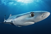 BLUE HUNTER Blue Shark Prionace glauca with a close up of the eye 