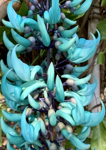 Blue Jade Vine - Strongylodon macrobotrys 