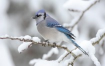 Blue Jay in the snow 