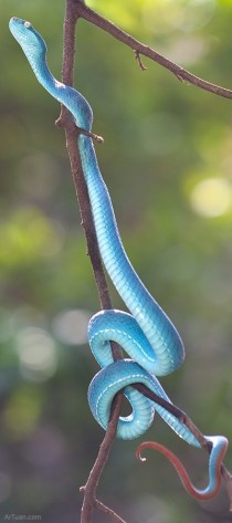Blue Malaysian Coral Snake 