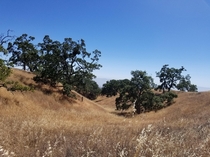 Blue Oak Reserve California 