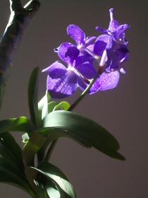 Blue Orchid Vanda coerulea 