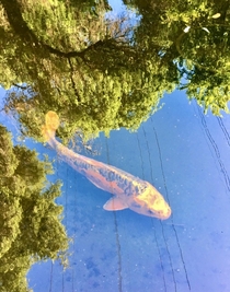 Blue sky and trees as reflected off the surface of a koi pond  x 