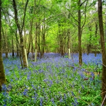 Bluebell Woodland Berkshire England 