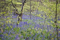 Bluebell woods near Leeds UK 