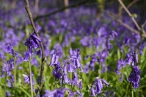 Bluebells in a hidden wood in Derbyshire England 