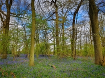 Bluebells in Northamptonshire UK 
