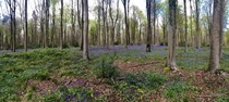 Bluebells in West Woods Wiltshire UK 
