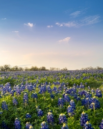 Bluebonnet in Texas 
