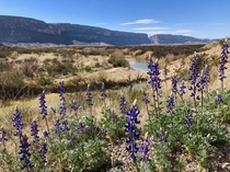 Bluebonnets overlooking the Rio Grande and Santa Elena Canyon in Big Bend National Park Texas 