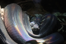 Boelens Python at the San Diego Zoo 