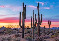 Bold Stand Of Saguaro Cactus At Sunset Near Phoenix Arizona 