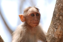 Bonnet Macaque Macaca radiata 