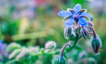 Borage Borago officinalis also known as starflower bee bush bee bread and bugloss photographed in germany langenberg