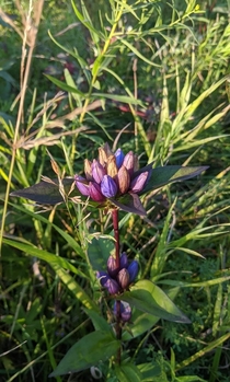 Bottle Gentian touched by frost