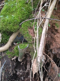Bottleneck Moss Planter by Nature